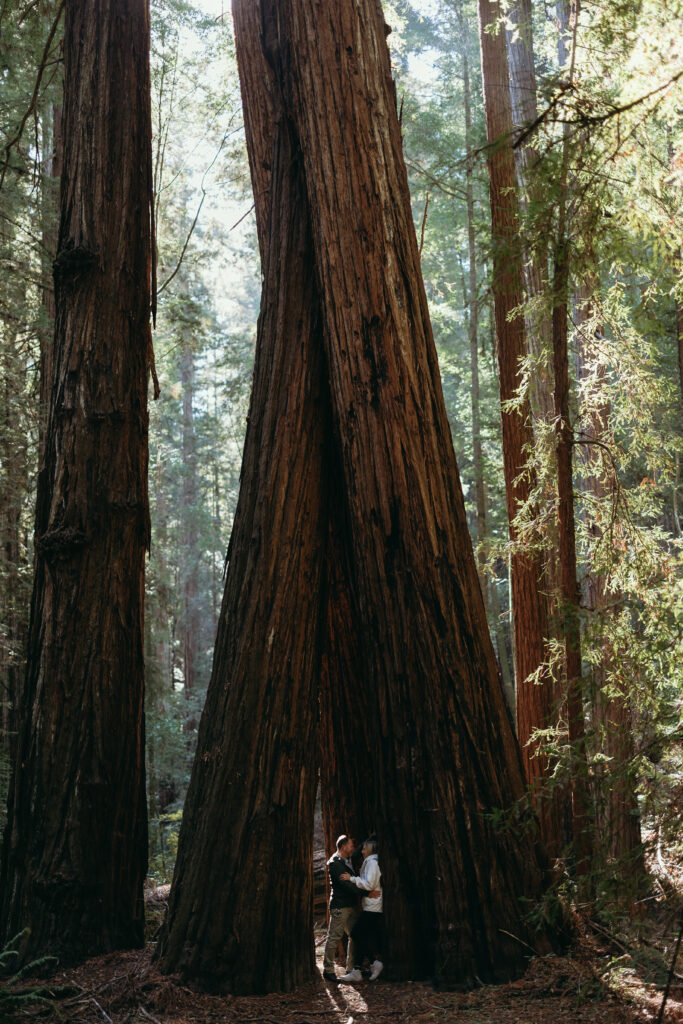 Engagement Photographer Sonoma County